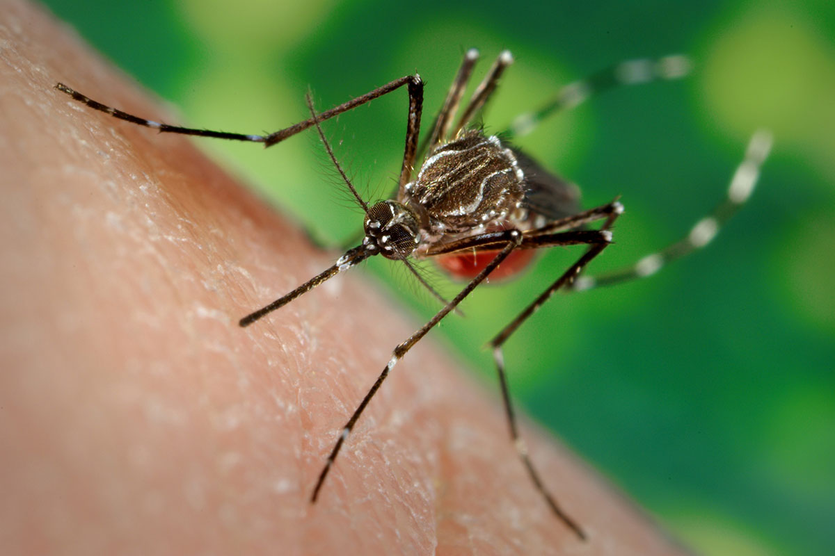 how to identify a dengue mosquito bite