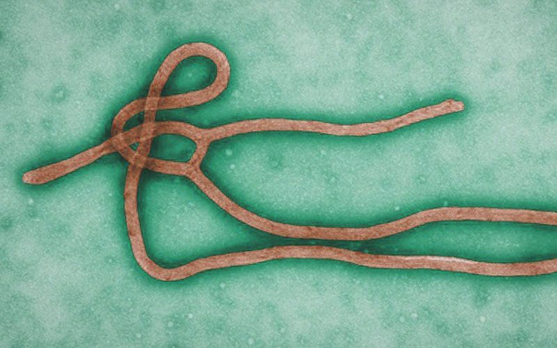 Ebola